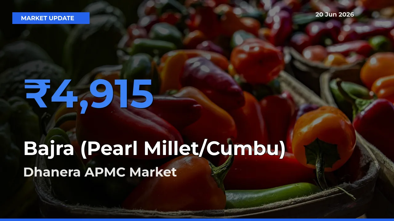 Market Watch: Dhanera APMC Becomes Top Mandi for Bajra (Pearl Millet/Cumbu)