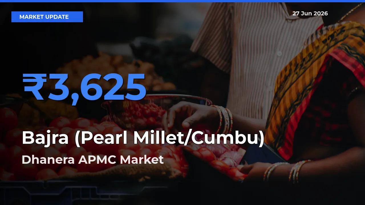 Market Watch: Dhanera APMC Becomes Top Mandi for Bajra (Pearl Millet/Cumbu)
