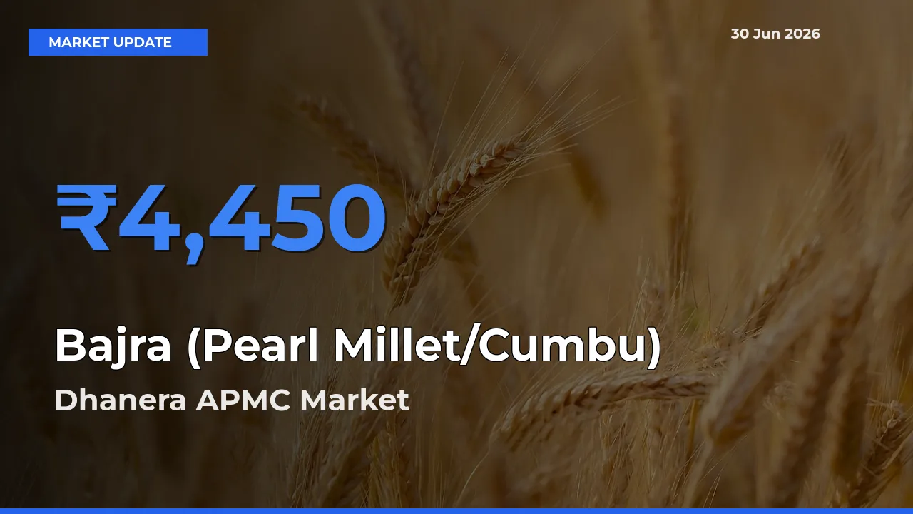 Dhanera APMC Leads as Top Mandi for Bajra (Pearl Millet/Cumbu) Prices