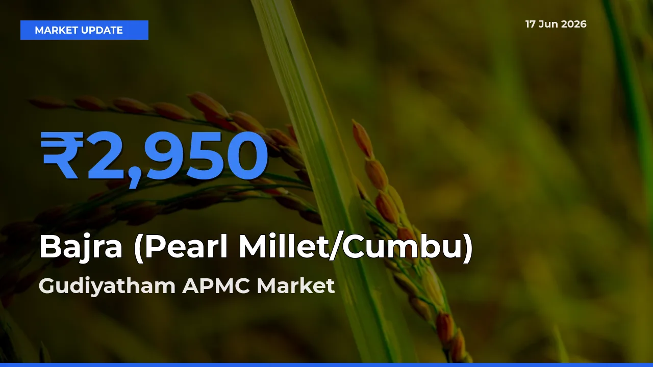 Farmers Prefer Gudiyatham APMC as Bajra (Pearl Millet/Cumbu) Hits Highest Rate