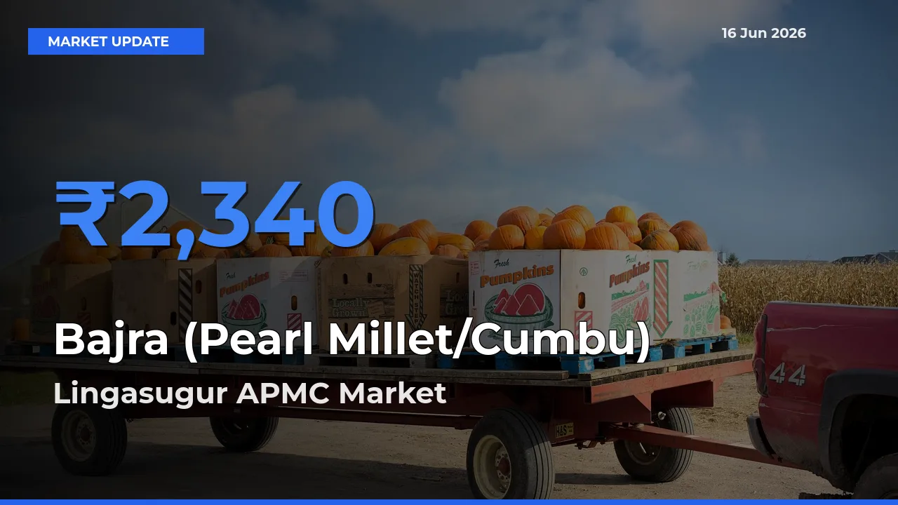 Lingasugur APMC Emerges as Top Mandi for Bajra (Pearl Millet/Cumbu) Prices Today