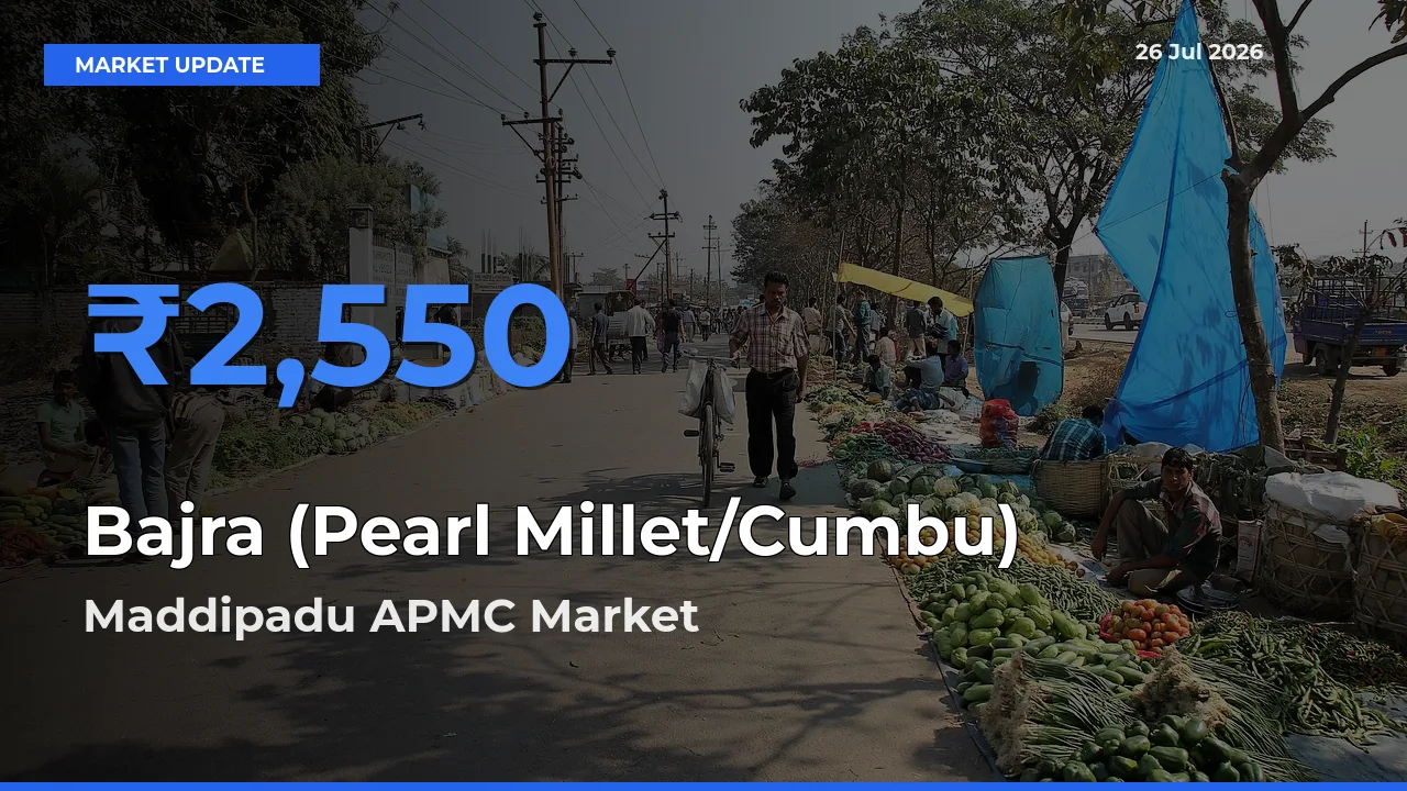 Maddipadu APMC Leads as Top Mandi for Bajra (Pearl Millet/Cumbu) Prices