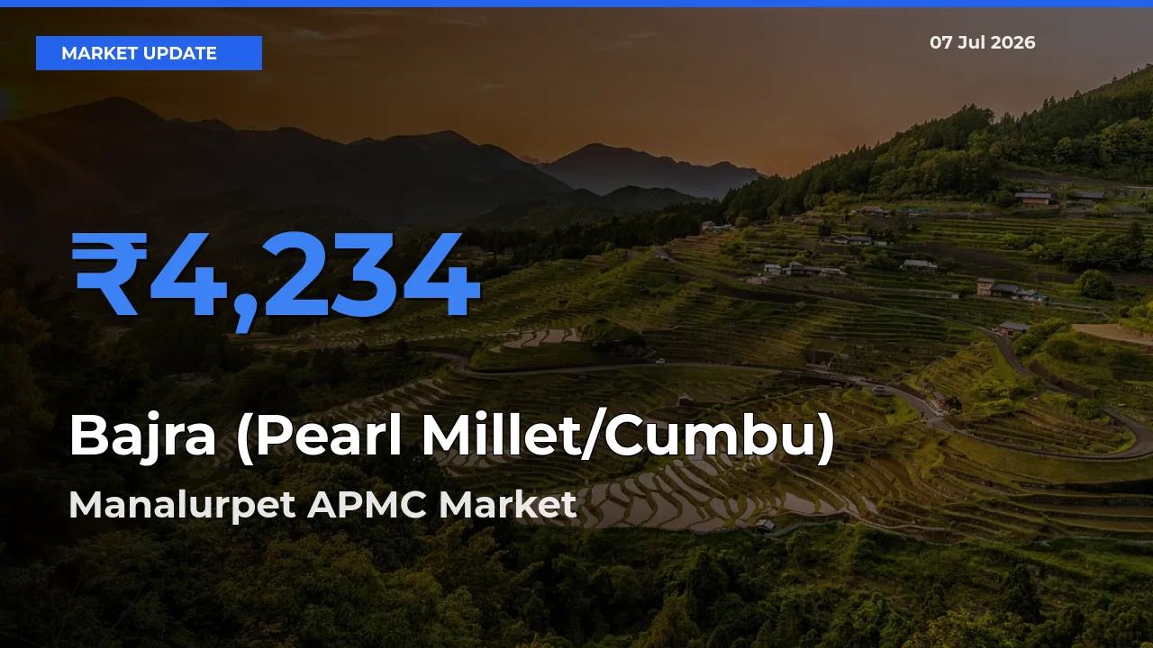Manalurpet APMC Tops Bajra (Pearl Millet/Cumbu) Mandi Rates Today