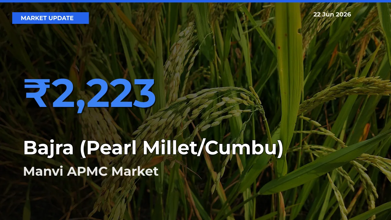 Market Watch: Manvi APMC Becomes Top Mandi for Bajra (Pearl Millet/Cumbu)