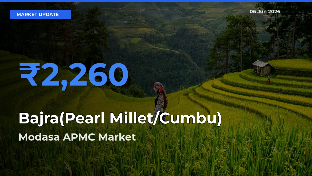 Modasa APMC Tops Bajra(Pearl Millet/Cumbu) Rates – June 06 Market Update