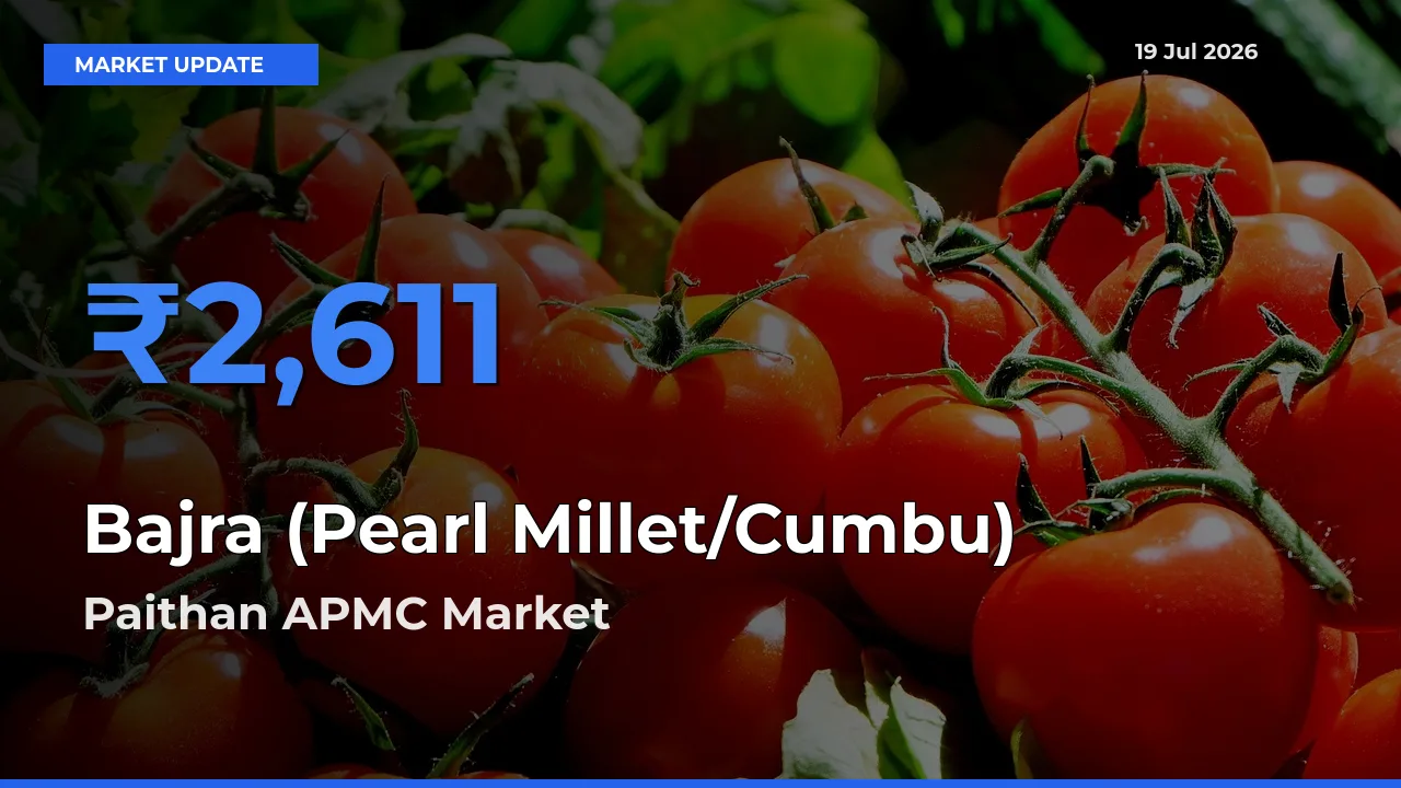Farmers Prefer Paithan APMC as Bajra (Pearl Millet/Cumbu) Hits Highest Rate