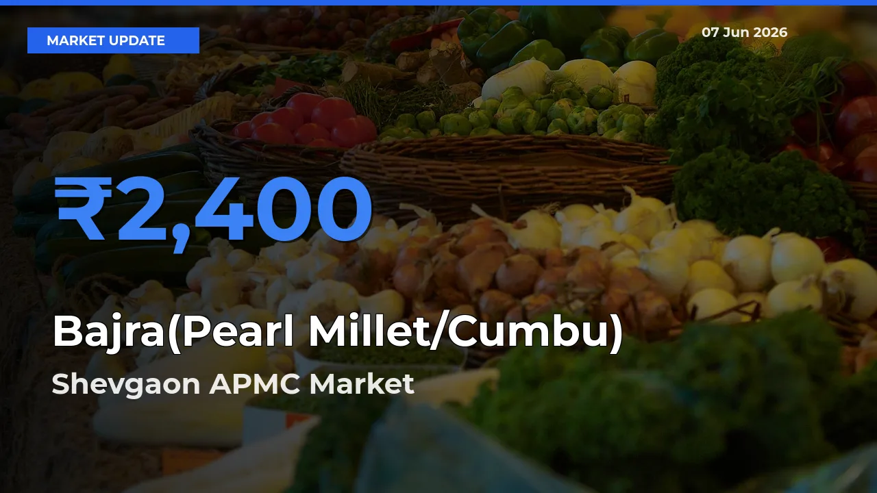 Bajra(Pearl Millet/Cumbu) Mandi Rate Today: Shevgaon APMC Tops the List