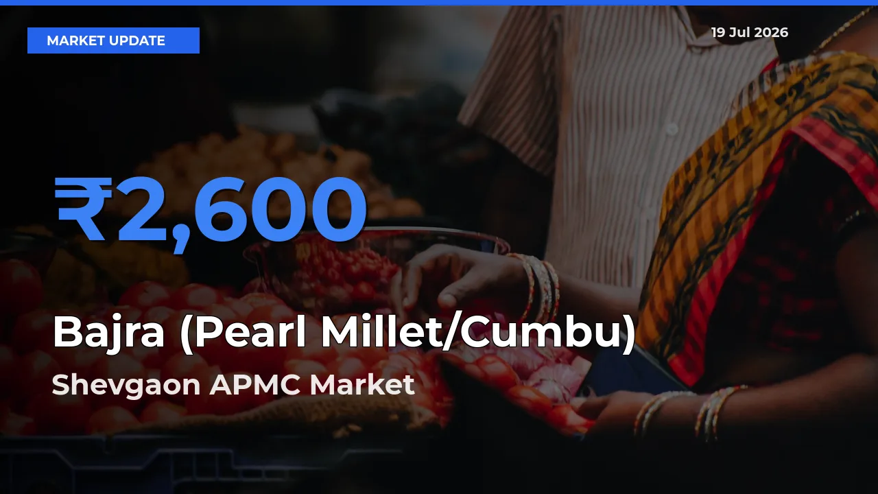 Shevgaon APMC Tops Bajra (Pearl Millet/Cumbu) Rates – July 19 Market Update