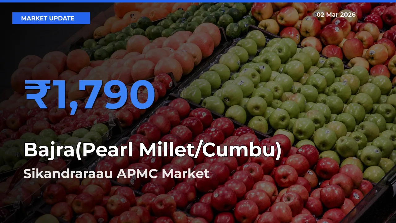 Sikandraraau APMC Records Highest ₹1,790 Rate for Bajra(Pearl Millet/Cumbu)