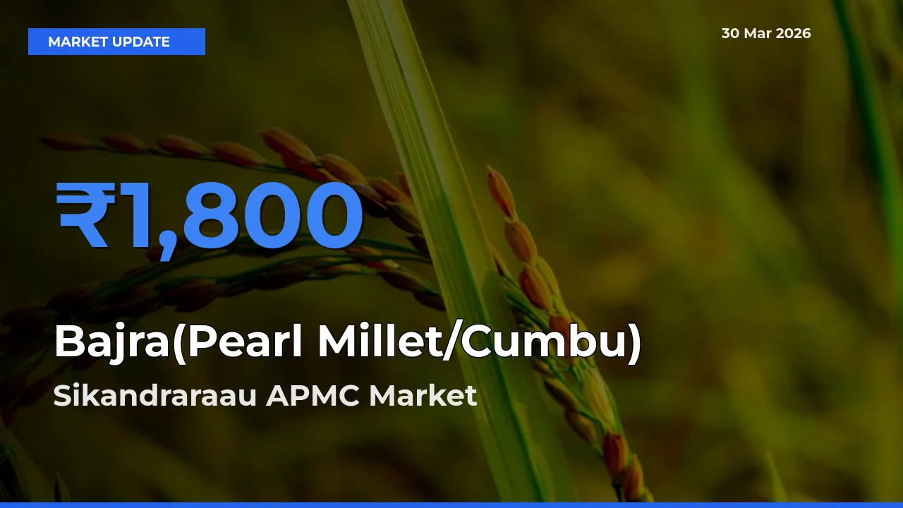 Top Performer! Sikandraraau APMC Offers Best Bajra(Pearl Millet/Cumbu) Price Today