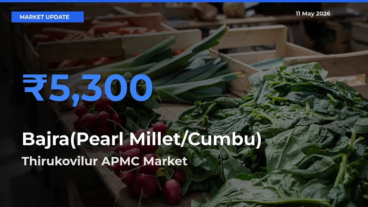 Thirukovilur APMC Leads as Top Mandi for Bajra(Pearl Millet/Cumbu) Prices
