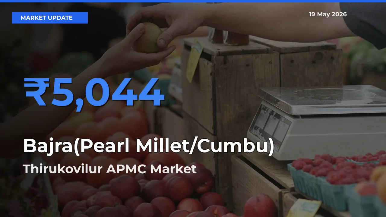 Thirukovilur APMC Offers ₹5,044 – Highest Bajra(Pearl Millet/Cumbu) Rate Today