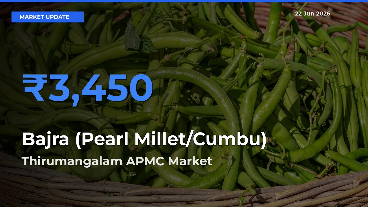 Thirumangalam APMC Emerges as Top Mandi for Bajra (Pearl Millet/Cumbu) Prices Today