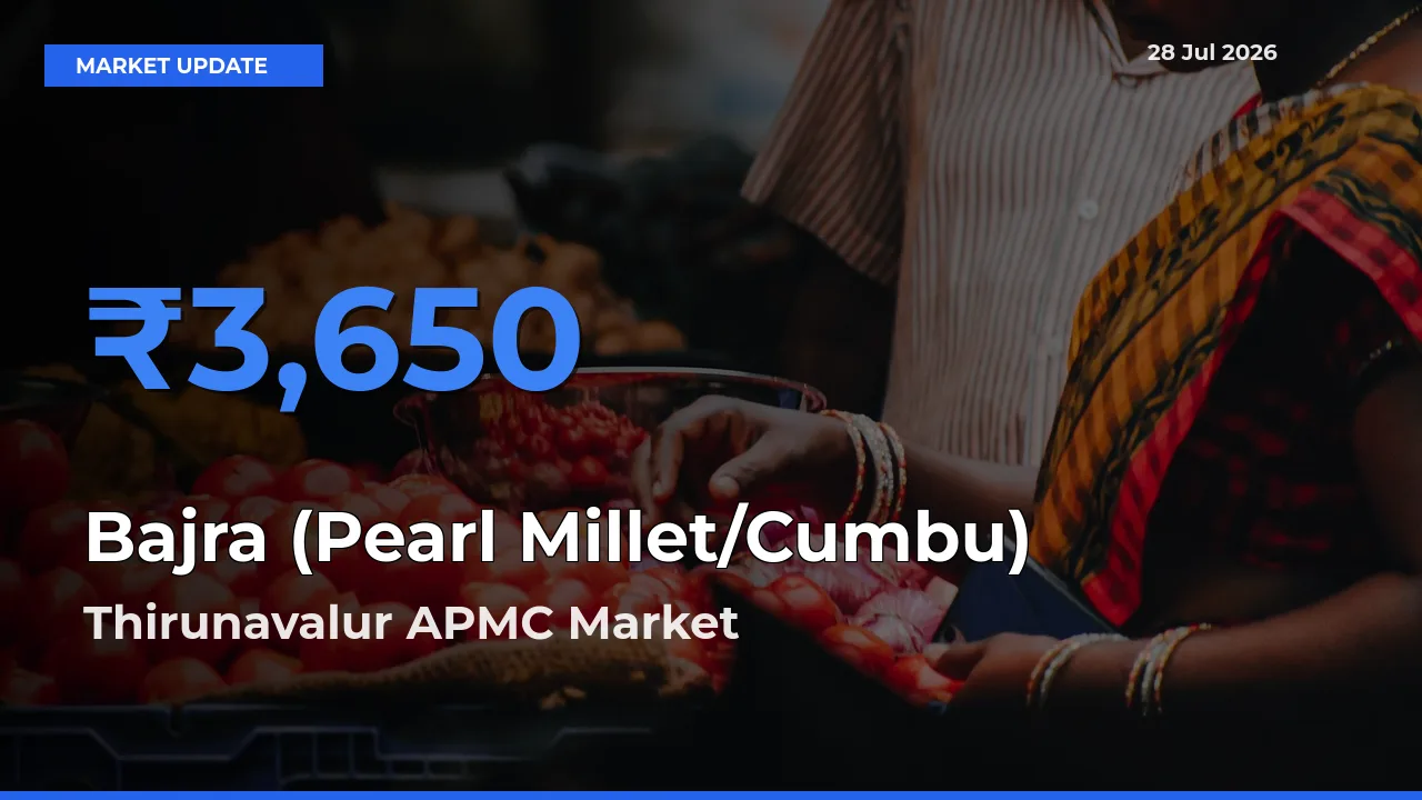 Farmers Prefer Thirunavalur APMC, Kallakuruchi, Tamil Nadu as Bajra (Pearl Millet/Cumbu) Hits Highest Rate