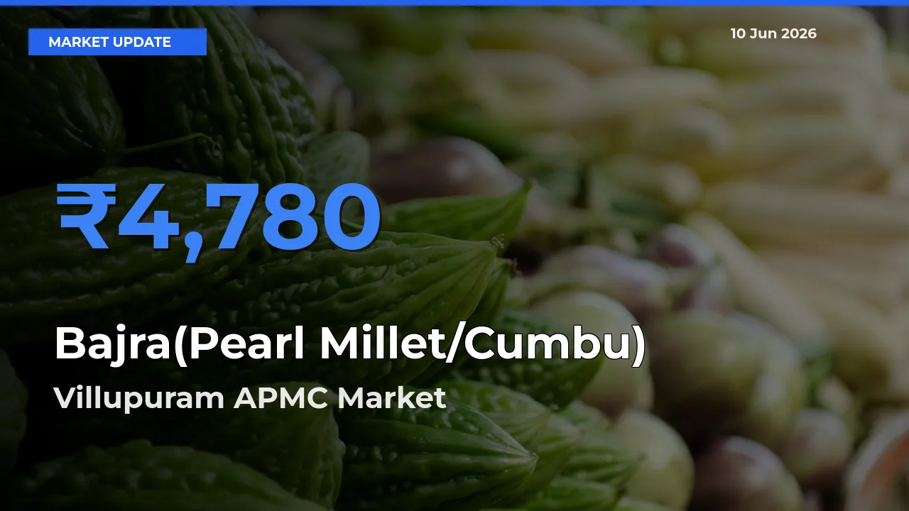 Villupuram APMC Offers ₹4,780 – Highest Bajra(Pearl Millet/Cumbu) Rate Today