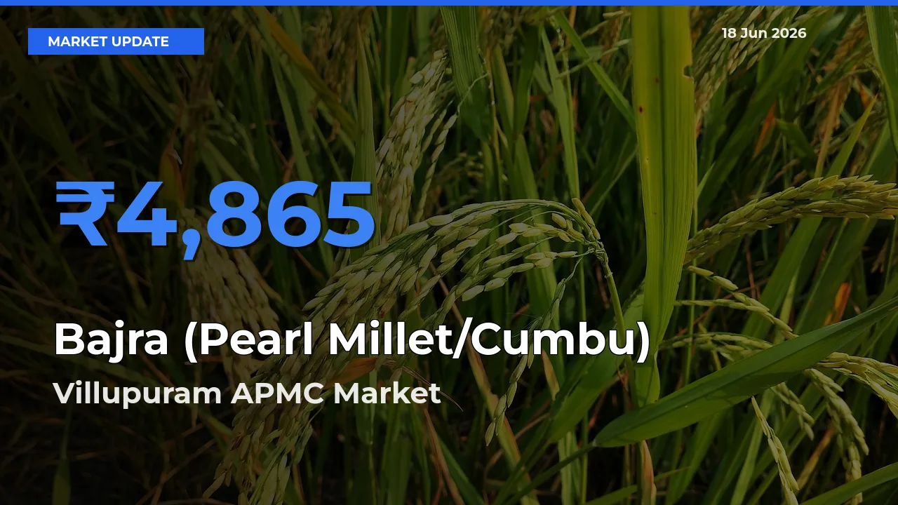 Villupuram APMC Offers ₹4,865 – Highest Bajra (Pearl Millet/Cumbu) Rate Today