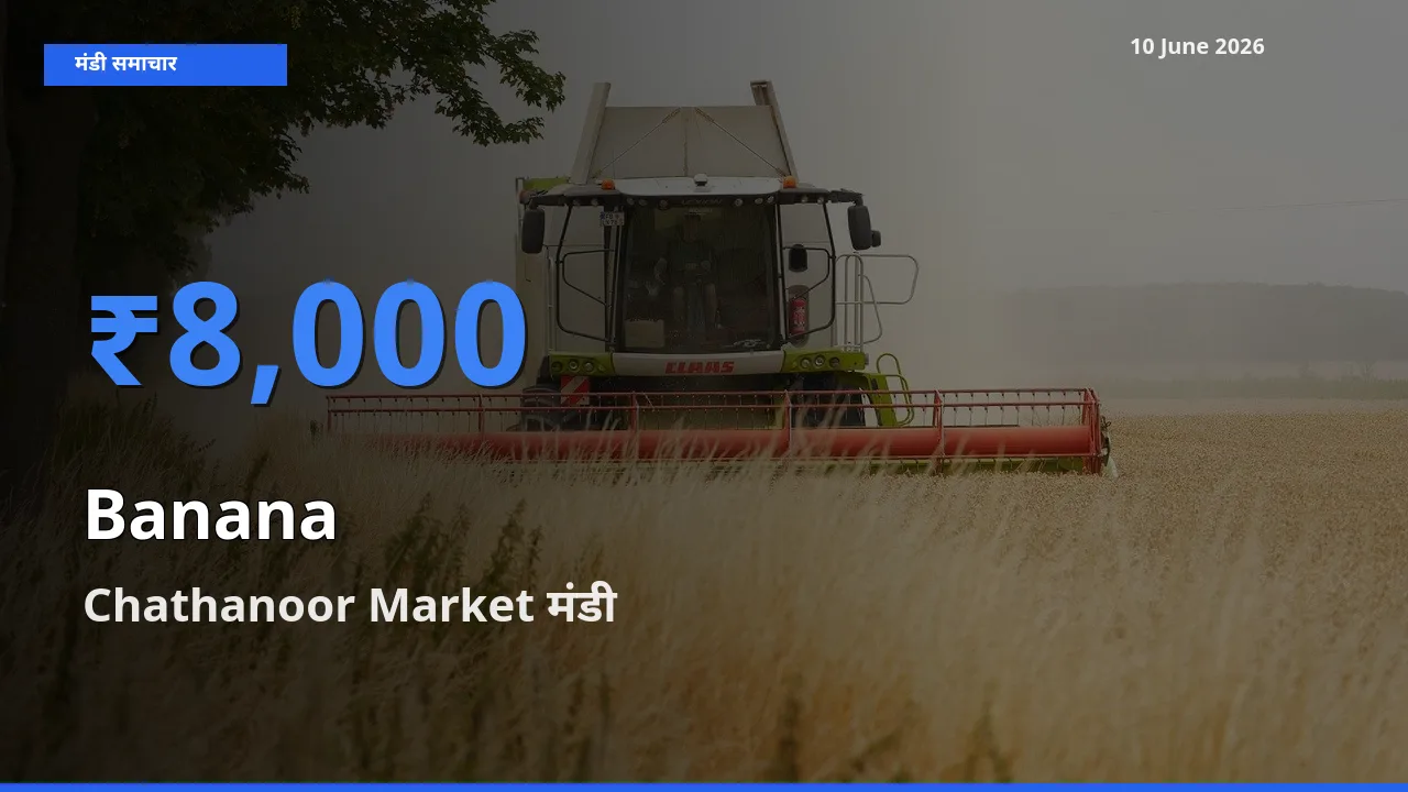 Chathanoor Market मंडी में केला ₹8,000 पर पहुँचा – आज का सर्वोच्च भाव