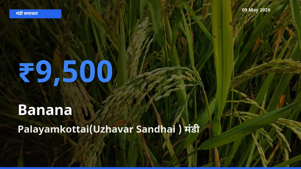 Palayamkottai(Uzhavar Sandhai ) मंडी में केला ₹9,500 पर पहुँचा – आज का सर्वोच्च भाव
