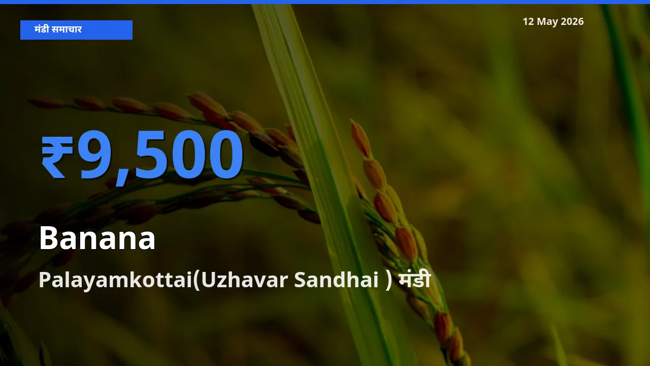 आज केला के सबसे ऊँचे दाम ₹9,500 Palayamkottai(Uzhavar Sandhai ) मंडी में