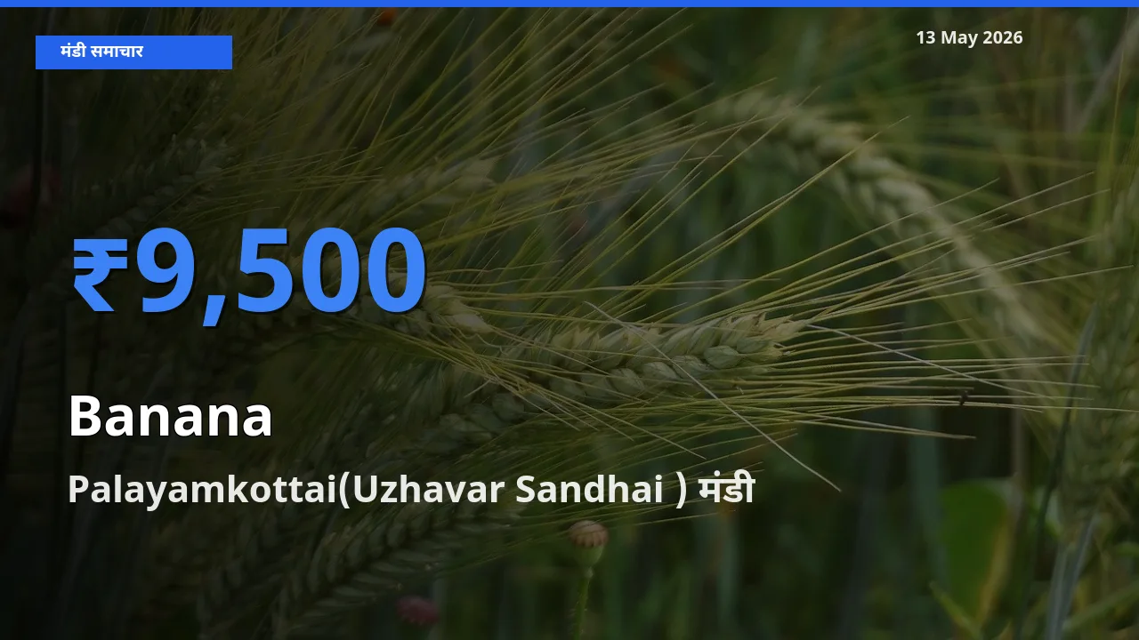 Palayamkottai(Uzhavar Sandhai ) मंडी में आज केला के सबसे ऊँचे दाम दर्ज