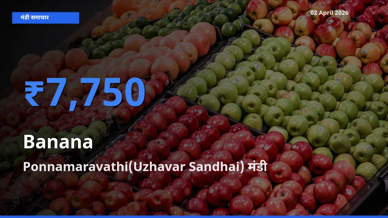 आज केला के सबसे ज़्यादा दाम Ponnamaravathi(Uzhavar Sandhai) मंडी में दर्ज