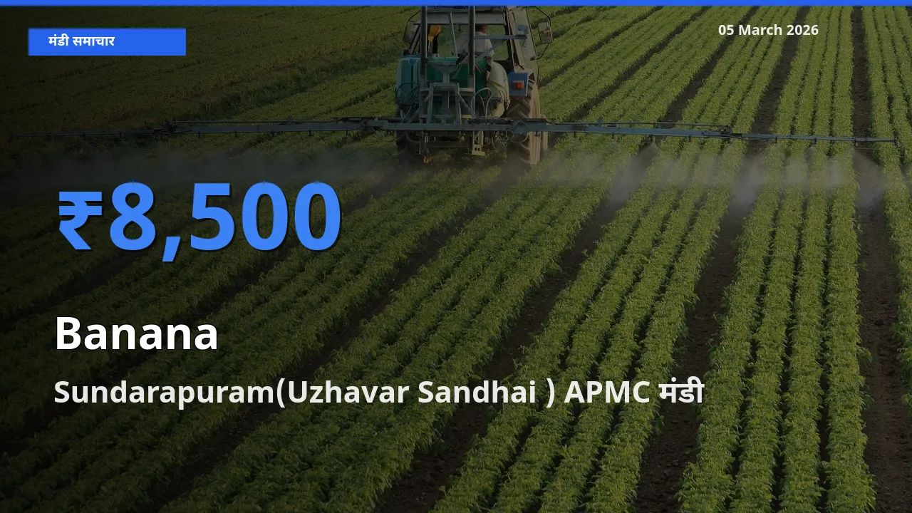 आज का मंडी भाव: केला के सबसे ज़्यादा दाम Sundarapuram(Uzhavar Sandhai ) APMC में