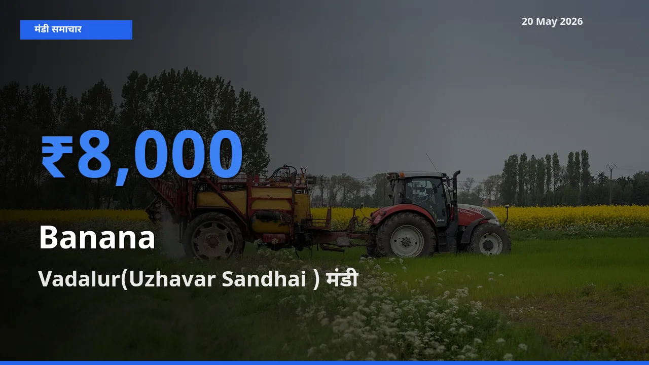 Vadalur(Uzhavar Sandhai ) में केला का आज सबसे ऊँचा भाव