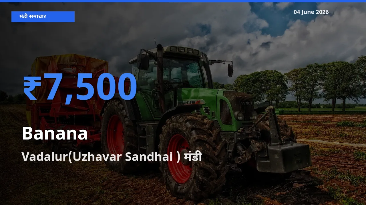 किसानों की पसंद बना Vadalur(Uzhavar Sandhai ), केला के सबसे अच्छे दाम