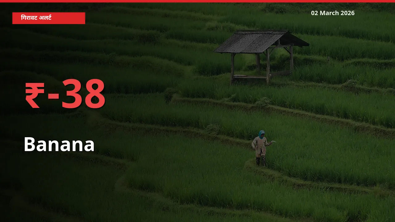 अचानक झटका! मंडी में Banana के दाम 37.53% टूटे