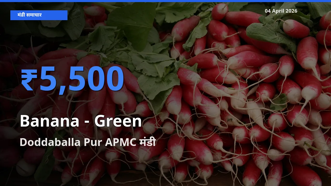 Doddaballa Pur APMC में केला - हरा का आज सबसे ऊँचा भाव