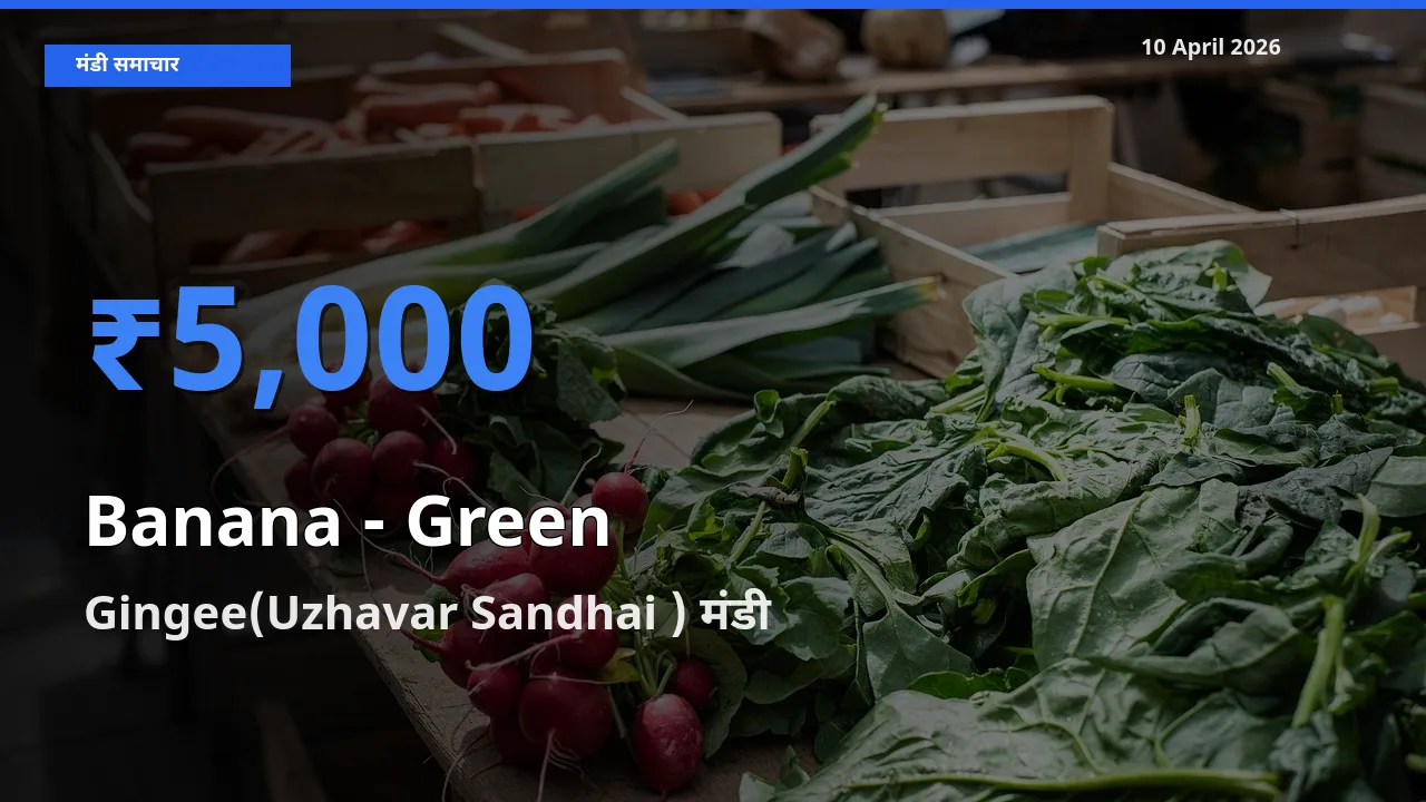 टॉप मंडी बना Gingee(Uzhavar Sandhai )! केला - हरा के सबसे ऊँचे दाम यहीं दर्ज
