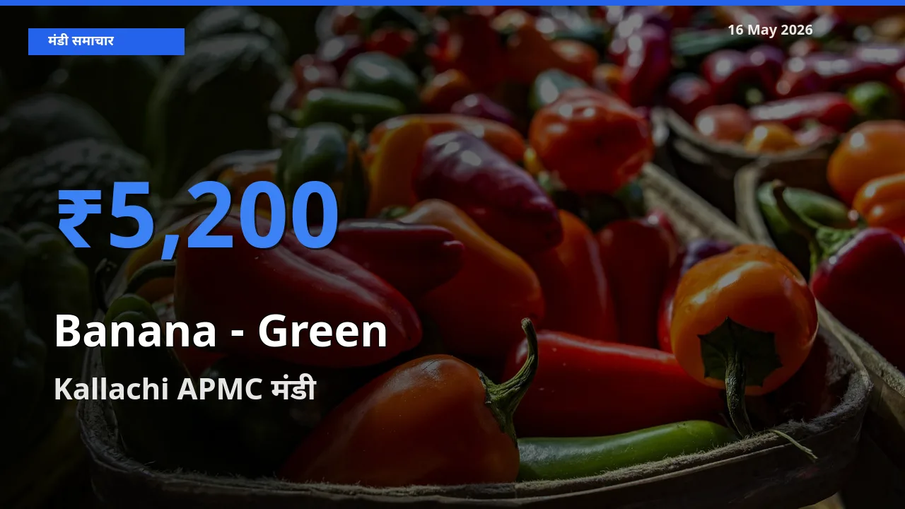 आज केला - हरा के सबसे ज़्यादा दाम Kallachi APMC मंडी में दर्ज