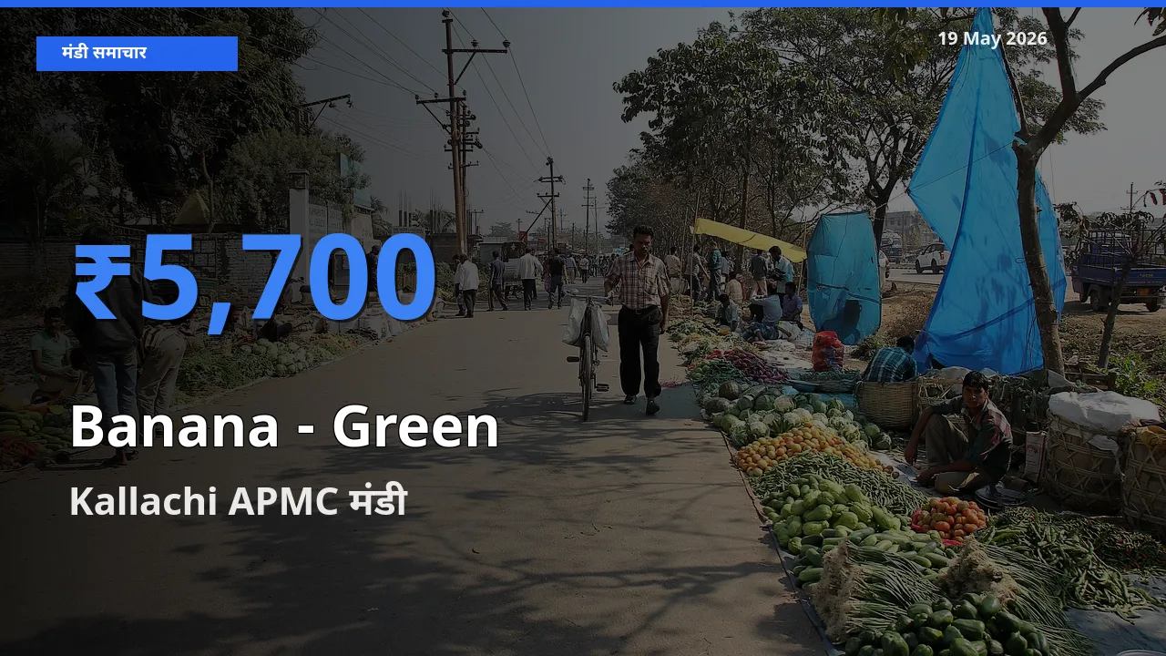 Kallachi APMC में केला - हरा का आज सबसे ऊँचा भाव