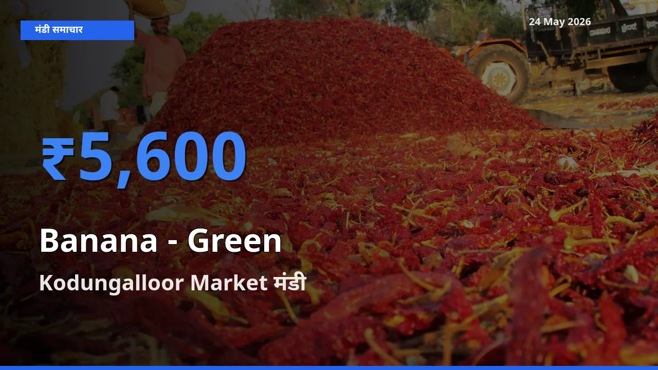 Kodungalloor Market मंडी में आज केला - हरा के सबसे ऊँचे दाम दर्ज