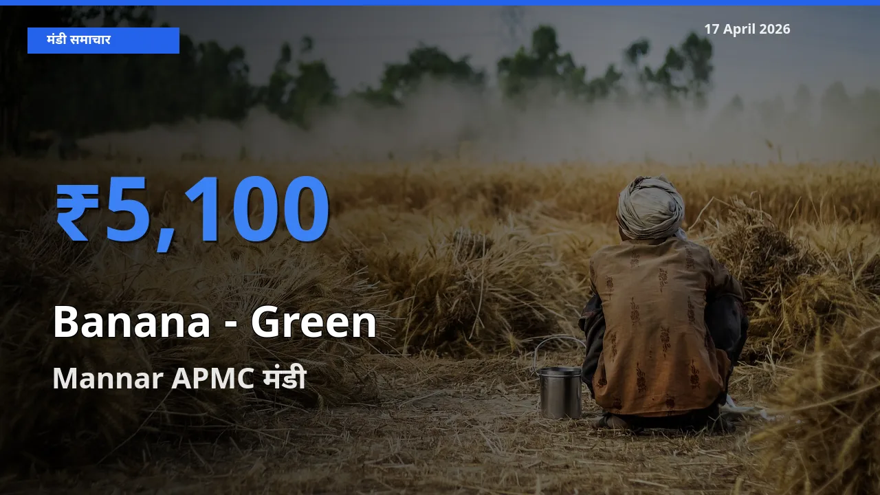 आज केला - हरा के सबसे ऊँचे दाम ₹5,100 Mannar APMC मंडी में