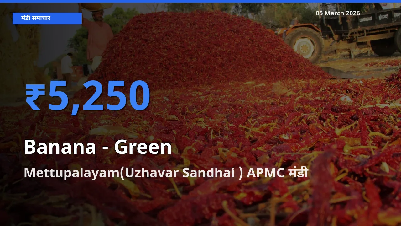 Mettupalayam(Uzhavar Sandhai ) APMC मंडी में आज केला - हरा के सबसे ऊँचे दाम दर्ज
