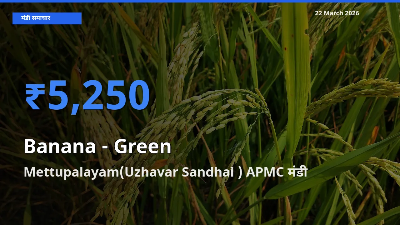 Mettupalayam(Uzhavar Sandhai ) APMC में केला - हरा का आज सबसे ऊँचा भाव