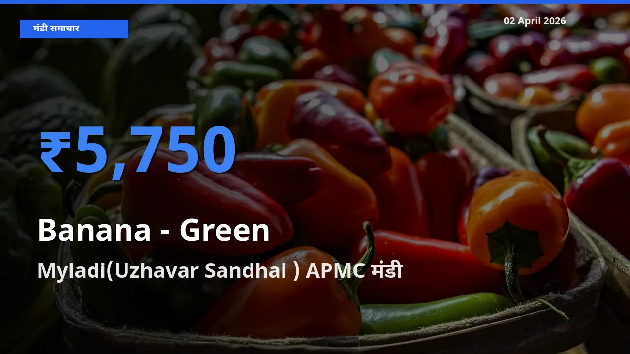 आज केला - हरा के सबसे ऊँचे दाम ₹5,750 Myladi(Uzhavar Sandhai ) APMC मंडी में