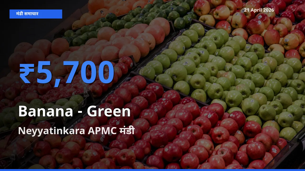आज केला - हरा के सबसे ज़्यादा दाम Neyyatinkara APMC मंडी में दर्ज