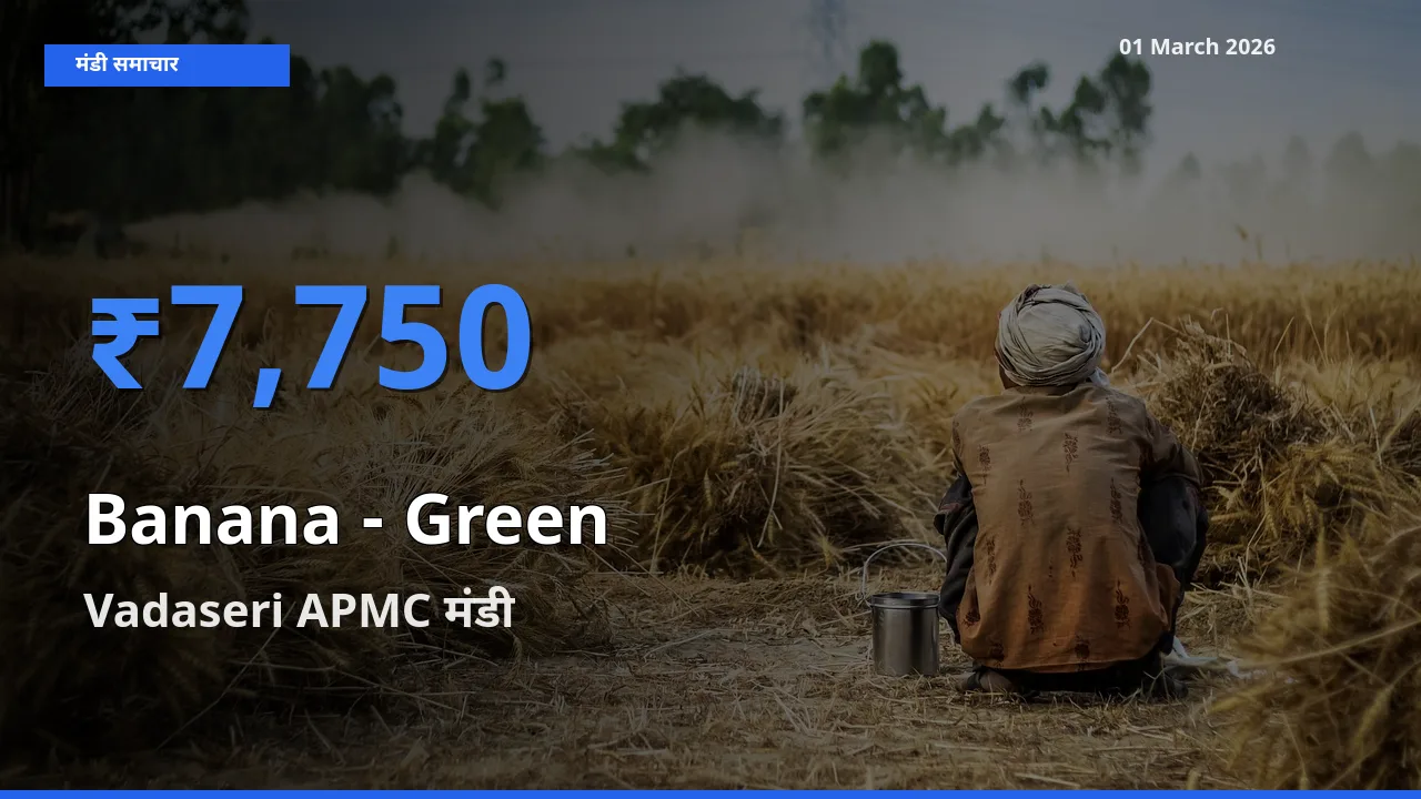 आज का मंडी भाव: Banana - Green के सबसे ज़्यादा दाम Vadaseri APMC में