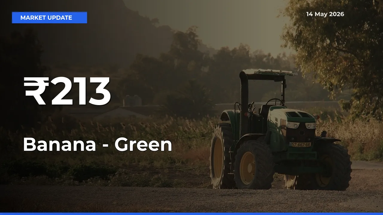 Banana - Green Mandi Prices Move in Sync Across Major Markets Today