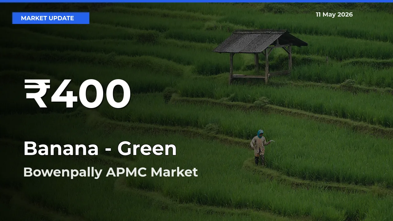 Farmers Concerned as Banana - Green Hits 30-Day Low in Bowenpally APMC
