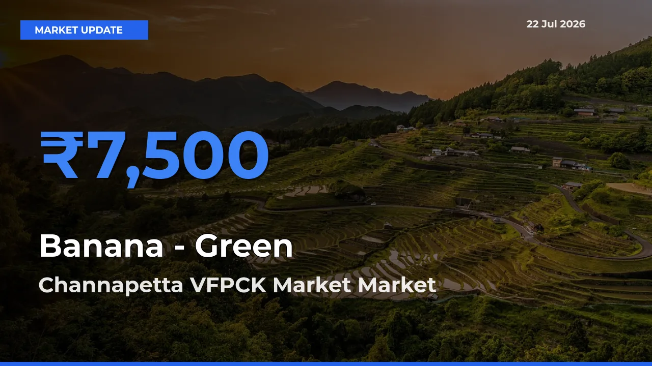 Channapetta VFPCK Market Emerges as Top Mandi for Banana - Green Prices Today