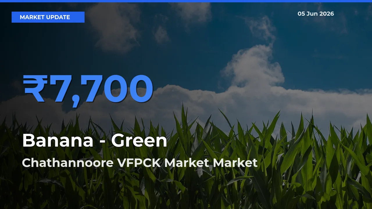 Chathannoore VFPCK Market Tops Banana - Green Rates – June 05 Market Update