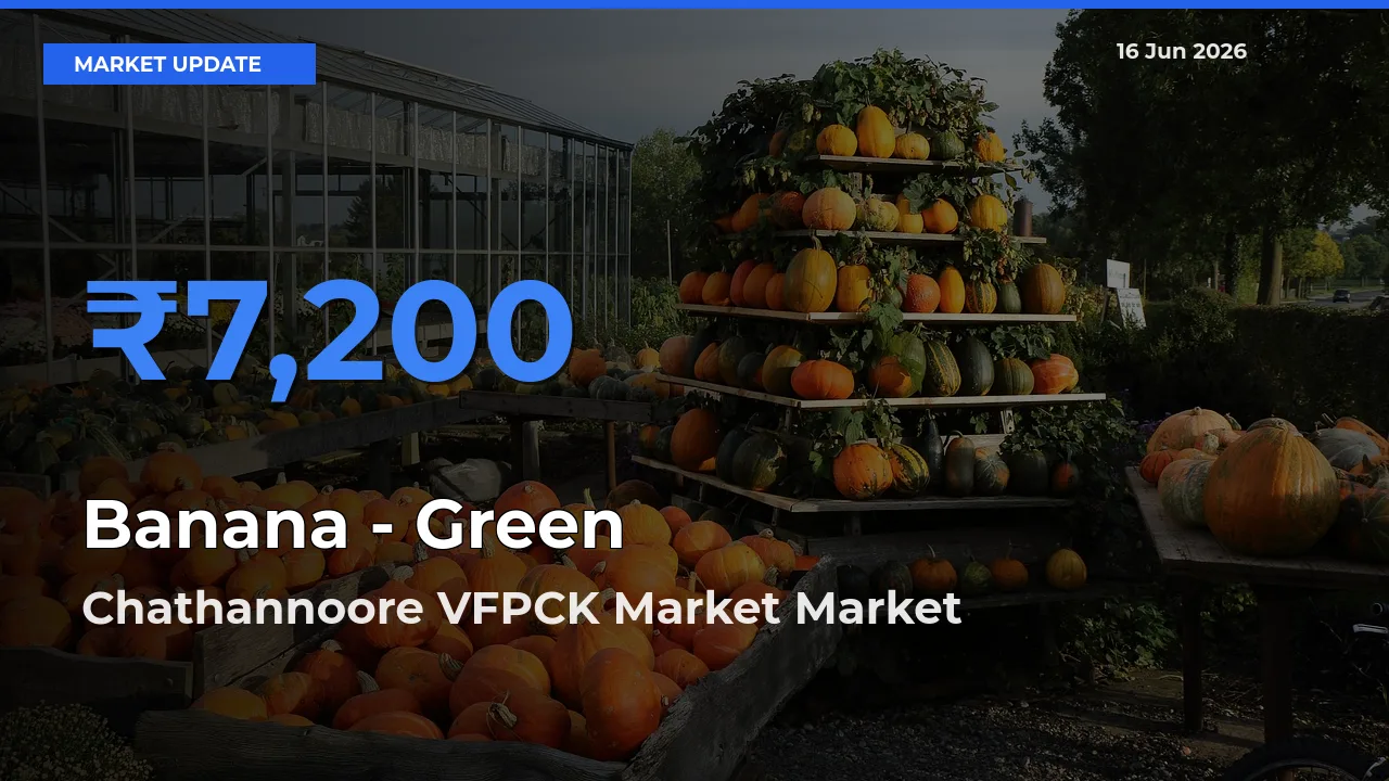 Top Performer! Chathannoore VFPCK Market Offers Best Banana - Green Price Today