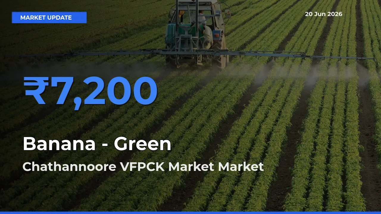 Market Watch: Chathannoore VFPCK Market Becomes Top Mandi for Banana - Green