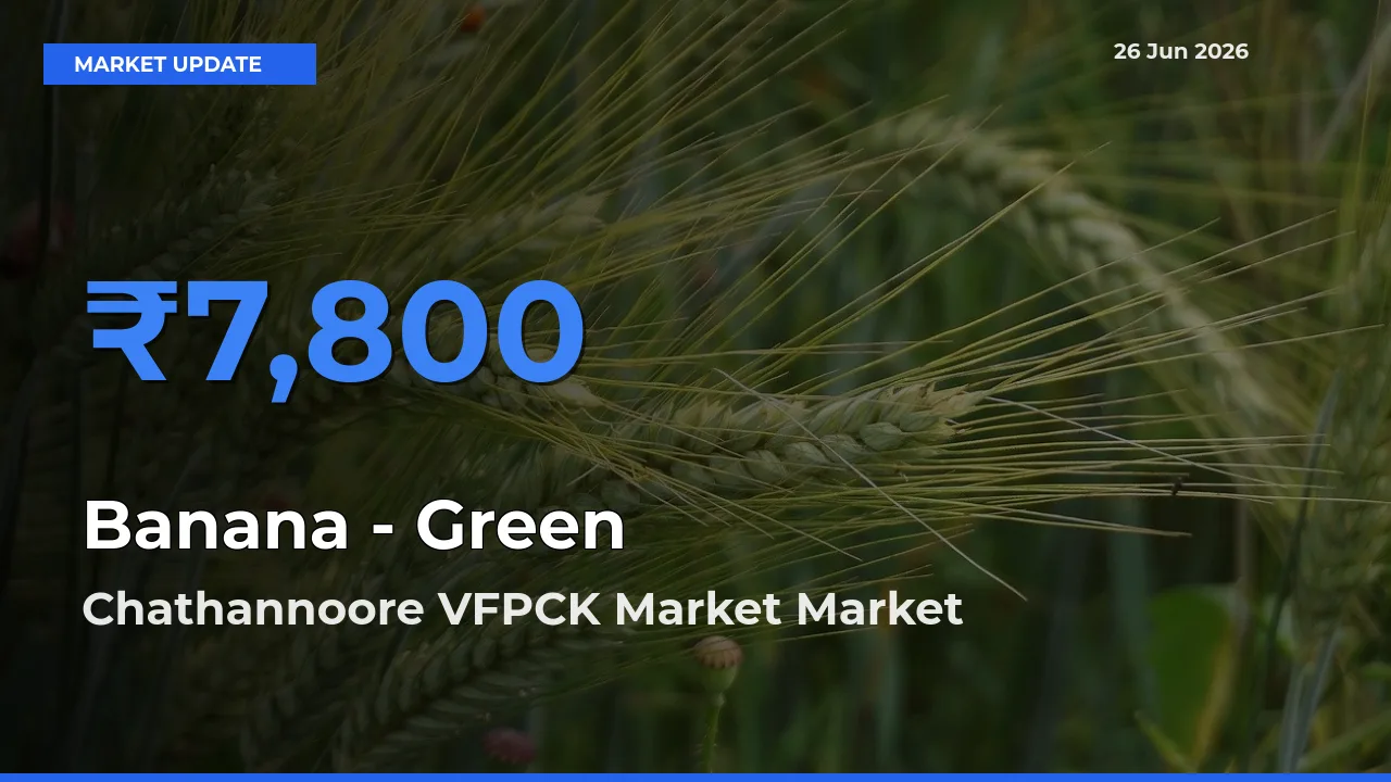 Chathannoore VFPCK Market Tops Banana - Green Rates – June 26 Market Update