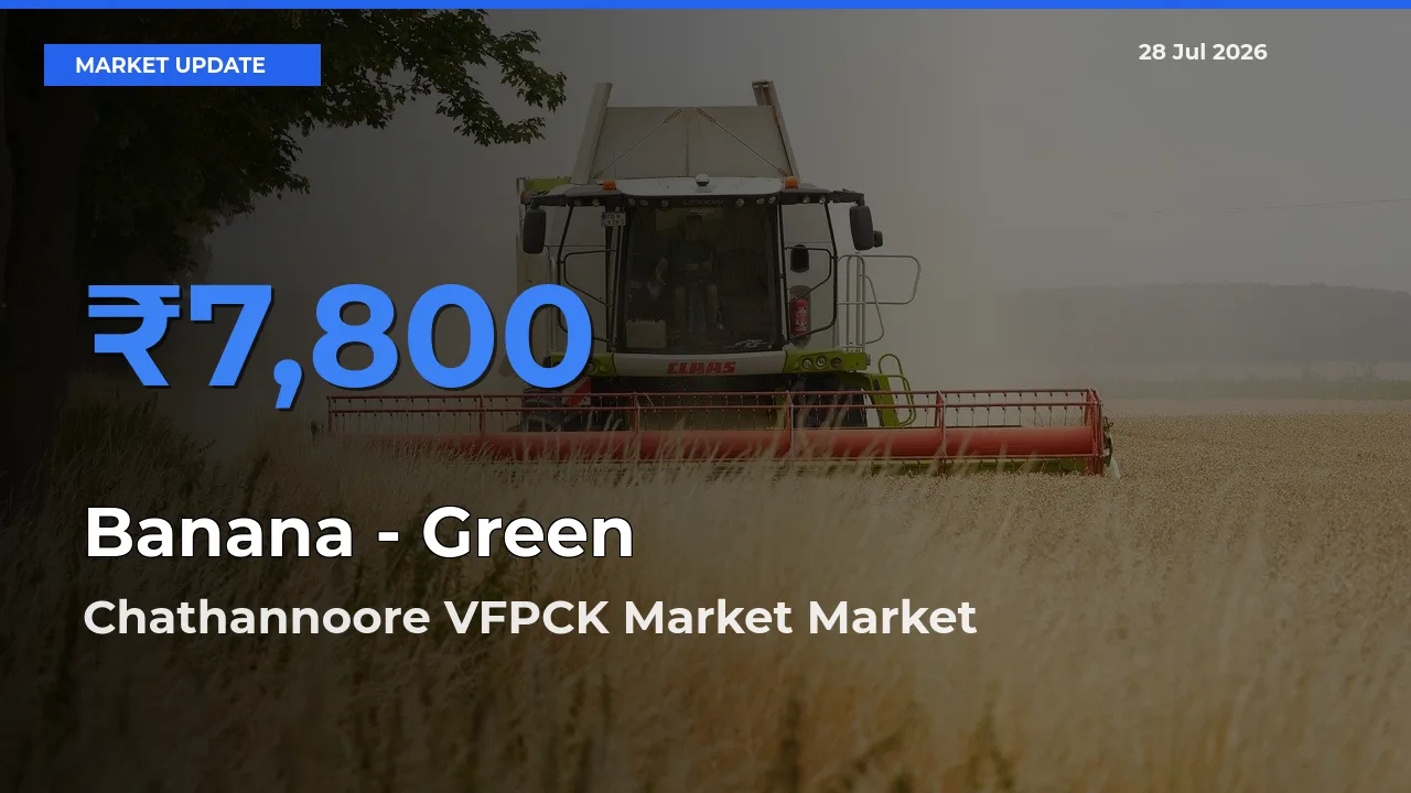 Chathannoore VFPCK Market, Kollam, Keralam Tops Banana - Green Mandi Rates Today