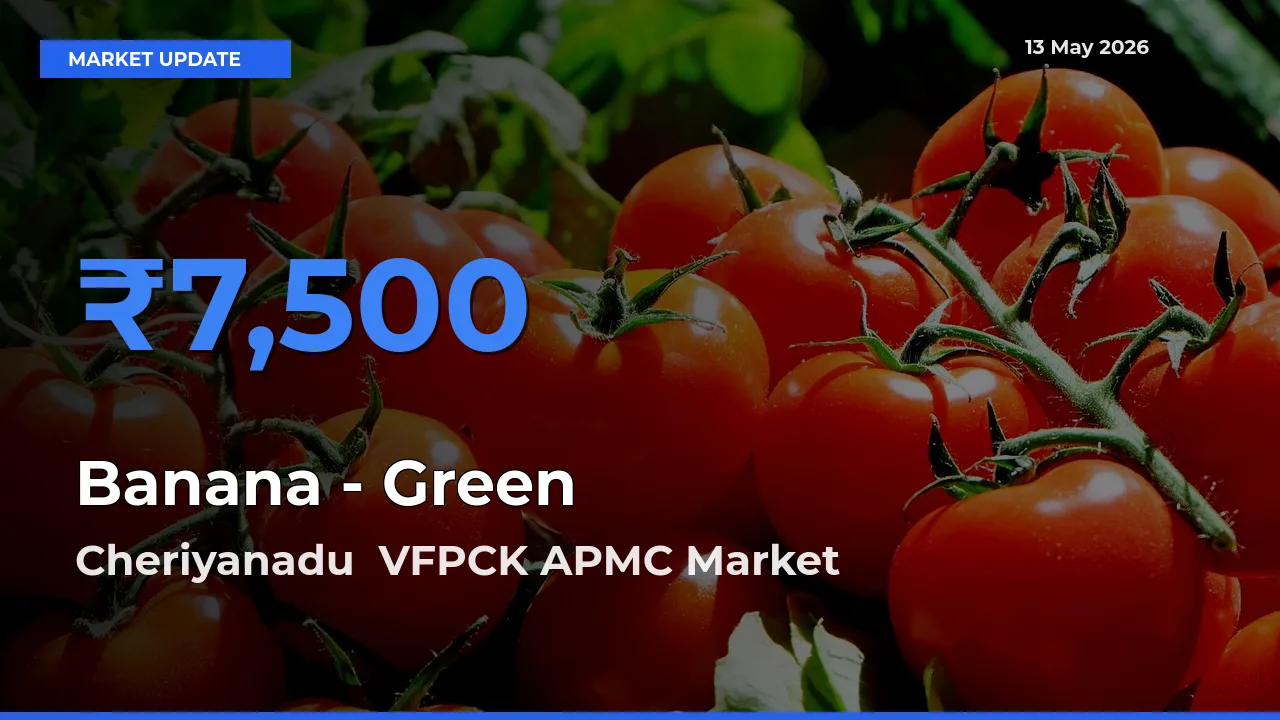 Cheriyanadu  VFPCK APMC Offers ₹7,500 – Highest Banana - Green Rate Today