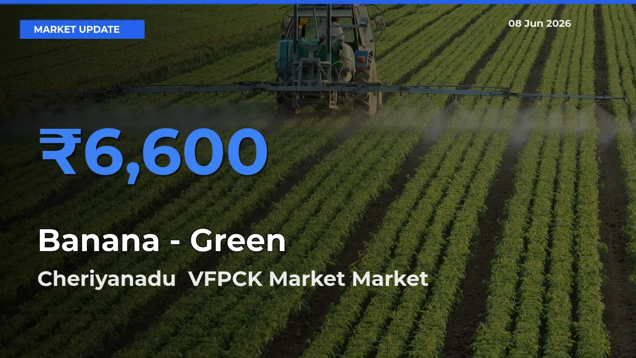Cheriyanadu VFPCK Market Tops Banana - Green Mandi Rates Today